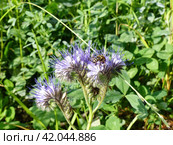 Пчела на фацелии. Фацелия (Phacelia) — род растений семейства Водолистниковые (Hydrophyllaceae).Она вырастает на высоту от 50 см до 1 метра и представляет из себя травянистое, сильно разветвленное растение. Стоковое фото, фотограф Сергей Елизарьев / Фотобанк Лори
