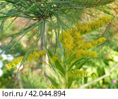 Золотарник обыкновенный, или Золотая розга (лат. Solidago virgaurea) — многолетнее травянистое растение; вид рода Золотарник семейства Астровые. Стоковое фото, фотограф Сергей Елизарьев / Фотобанк Лори