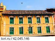 Pigeons on the roof of building near the Boudhanath stupa. Kathmandu, Nepal. Стоковое фото, фотограф VittoriaChe / Фотобанк Лори