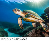 Green sea Turtle (Testudines) mammal swimming in tropical underwaters. Turtles in underwater wild animal world. Observation of wildlife ocean. Scuba diving adventure in Ecuador coast. Стоковое AI-изображение, AI-художник Aleksandr Golubev / Фотобанк Лори