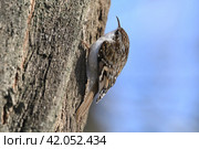 Обыкновенная пищуха (Certhia familiaris) на стволе дерева. Стоковое фото, фотограф Садовский Анатолий / Фотобанк Лори