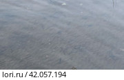 Clear clear water in a forest lake. Barely noticeable waves run smoothly on the surface of the water. The water is transparent, slightly brown from sand and silt at the bottom of the reservoir. Стоковое видео, видеограф Andrew_Swarga / Фотобанк Лори