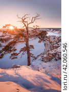 Сосна на утесе над скованной льдом рекой на закате. Стоковое фото, фотограф Сергей Егоров / Фотобанк Лори