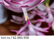 Schlumbergera bloomed to the cold in late autumn. Schlumbergera (lat. Schlumbergera) is a genus of epiphytic cacti distributed in tropical forests. Стоковое фото, фотограф Андрей Жигальцов / Фотобанк Лори