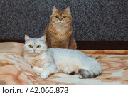 Two British cats of red and silver color are looking straight at the bed. The relationship of pets in the house. Стоковое фото, фотограф Неведицына Елена / Фотобанк Лори