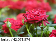 Beautiful red roses. Стоковое фото, фотограф Андрей Шалари / Фотобанк Лори