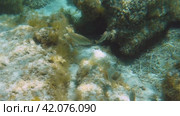 Underwater video of fish swimming at shallow water over sandy bottom covered with brown algae. Стоковое видео, видеограф Сергей Пристяжнюк (Serg Zastavkin) / Фотобанк Лори