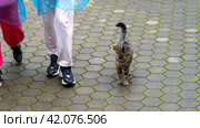 Stray cat walks next to tourists and begs for food, Cat sitting on the pavement, Close-up, stray cat (2023 год). Редакционное фото, фотограф Скрипачев Антон / Фотобанк Лори