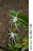 A beautiful flowering plant hymenocallis littoralis beach spider lily. White flowers with elegant long thin petals and stamens. Soft background - soil, green leaves. Malaysia. Стоковое фото, фотограф Вера Ивановна Кубарева / Фотобанк Лори