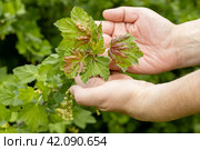 A hand holds red currant leaves infected with anthracnose fungus. Control of garden and vegetable pests. Gall aphids on leaves, red spots on green leaves. Стоковое фото, фотограф Ольга Сейфутдинова / Фотобанк Лори
