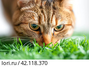 Striped cat eats green grass on white background, green succulent grass for cats, sprouted oats are good for cats. Стоковое AI-изображение, AI-художник Ирина Михайличенко / Фотобанк Лори