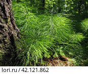 Horsetail Equisetum, genus of vascular plants, department Equisetophyta Ferns. Horsetail sways in the wind. Metamerism, alternation of nodes and internodes. Leaves reduced to scales, whorls at nodes. Стоковое фото, фотограф Юлия Петровская / Фотобанк Лори