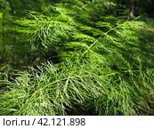 Horsetail Equisetum, genus of vascular plants, department Equisetophyta Ferns. Horsetail sways in the wind. Metamerism, alternation of nodes and internodes. Leaves reduced to scales, whorls at nodes. Стоковое фото, фотограф Юлия Петровская / Фотобанк Лори