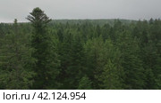Aerial footage moving forward through forest. Стоковое видео, видеограф Данил Руденко / Фотобанк Лори