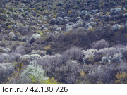 Весенняя палитра цветов в горах Чечни (2021 год). Редакционное фото, фотограф Jon Maldini / Фотобанк Лори