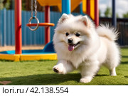 Fluffy puppy of Small German Pomeranian on dog playground, stretches out paw to owner. White funny doggy German Spitz dog gives paw on walk in nature, outdoors. Pet love concept. Copy ad text space. Стоковое AI-изображение, AI-художник Aleksandr Golubev / Фотобанк Лори