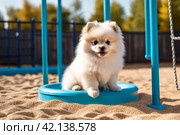 White fluffy puppy of Small German Pomeranian sitting on dog playground, looking at camera. Funny playful doggy German Spitz dog play on walk in nature, outdoors. Pet love concept. Copy ad text space. Стоковое AI-изображение, AI-художник Aleksandr Golubev / Фотобанк Лори