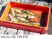 Tench of fresh lake fish at the market. fisherman caught of tinca tinca. Стоковое фото, фотограф Светлана Акифьева / Фотобанк Лори