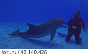 Diving with dolphins in the pool, girl diver communicates with dolphins underwater, strokes them. Стоковое видео, видеограф German Zvyagin / Фотобанк Лори