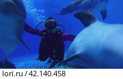 Diving with dolphins in the pool, girl diver communicates with dolphins underwater, strokes them. Стоковое видео, видеограф German Zvyagin / Фотобанк Лори