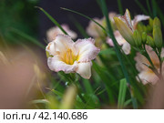 Beautiful soft pink daylily flower of the Gelato variety and Elegant Candy close-up. Blooming spring flowers in the garden. Varieties of daylilies. Стоковое фото, фотограф Оксана Медведева / Фотобанк Лори