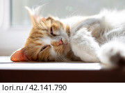 Fluffy cat squints while lying on the windowsill in the rays of the morning sun. Comfortable sleep. Стоковое фото, фотограф Коханова Наталья / Фотобанк Лори