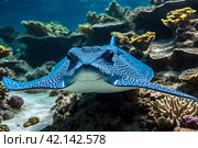 Blue spotted stingray (Myliobatoidei) cartilaginous fish on sandy bottom in tropical underwaters. Skate in underwater wild animal world. Observation of wildlife ocean. Scuba diving in Ecuador coast. Стоковое AI-изображение, AI-художник Aleksandr Golubev / Фотобанк Лори