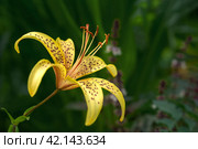 Yellow tiger lily in bloom in garden. Tiger lilies in garden. Lilium lancifolium. Yellow lily flower. Стоковое фото, фотограф Оксана Медведева / Фотобанк Лори