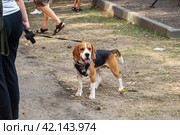 Beagle dog standing on ground and green grass. Стоковое фото, фотограф Аксенова Вера / Фотобанк Лори