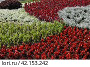 Бордюрные цветы низкорослые. Стоковое фото, фотограф lana1501 / Фотобанк Лори