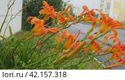 Hemerocallis lilejnik is a genus of Lilaynikov family Asphodelaceae. Beautiful elegant orange lily flowers with six petals. Long thin green leaves. Flowers swaying in the wind. Popular border plants. Стоковое видео, видеограф Юлия Петровская / Фотобанк Лори