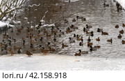 Ducks on winter pond, Ducks on winter pond, ducks on frozen pond on a sunny winter day, Duck Flocks Feeding and Swimming. mallard duck in a pond in the light of a winter morning. Стоковое фото, фотограф Скрипачев Антон / Фотобанк Лори