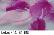 White and pink feathers sway in the wind. Soft touch. Lightness of feathers. Tenderness. Feathers are epidermal growths that form a distinctive outer covering, or plumage, avian bird and dinosaurs. Стоковое видео, видеограф Юлия Петровская / Фотобанк Лори