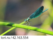 Самец стрекозы Красотка-девушка (Calopteryx virgo) сидит на стебле водного растения. Стоковое фото, фотограф Елена Кутепова / Фотобанк Лори