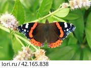 Бабочка Адмирал (Vanessa atalanta) с расправленными крыльями сидит на цветке садовой мяты. Стоковое фото, фотограф Елена Кутепова / Фотобанк Лори