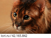 Портрет кота породы длинношерстный красный тойгер крупным планом, полуоборот. Стоковое фото, фотограф Елена Кутепова / Фотобанк Лори