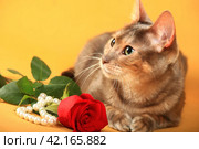 Cat of the blue Toyger breed lies next to the rose and pearls on a yellow background in the studio. Стоковое фото, фотограф Елена Кутепова / Фотобанк Лори