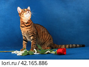 The tabby cat of the Toyger breed sits near the flower and jewelry, and looking up. Стоковое фото, фотограф Елена Кутепова / Фотобанк Лори
