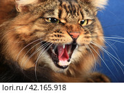 Портрет рассерженного кота породы мейн-кун. Стоковое фото, фотограф Елена Кутепова / Фотобанк Лори