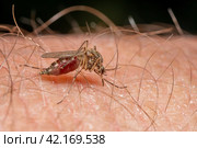 Комар Anopheles – опасный переносчик инфекции. Крупный план самки комара, сосущей кровь. Стоковое фото, фотограф Руслан Лесков / Фотобанк Лори
