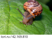 Улитка виноградная на зелёном листе с росой. Helix pomatia (также римская улитка, бургундская улитка, съедобная улитка или улитка) — вид крупных съедобных наземных улиток, дышащих воздухом, наземных легочных брюхоногих моллюсков семейства Helicidae. Стоковое фото, фотограф Руслан Лесков / Фотобанк Лори