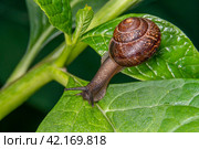 Улитка виноградная на зелёном листе с росой. Helix pomatia (также римская улитка, бургундская улитка, съедобная улитка или улитка) — вид крупных съедобных наземных улиток, дышащих воздухом, наземных легочных брюхоногих моллюсков семейства Helicidae. Стоковое фото, фотограф Руслан Лесков / Фотобанк Лори