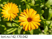 Цветок бархатцев (Calendula Officinalis). Цветок оранжевого цвета в сиянии солнца. Стоковое фото, фотограф Руслан Лесков / Фотобанк Лори