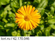Цветок бархатцев (Calendula Officinalis). Цветок оранжевого цвета в сиянии солнца. Стоковое фото, фотограф Руслан Лесков / Фотобанк Лори