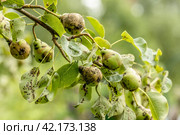 Pear fruits affected by apple scab Venturia inaequalis. Problems with the garden. Стоковое фото, фотограф Ольга Сейфутдинова / Фотобанк Лори