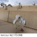 Young brown - mottled gull walking at the oceanic promenade in day. Very communicative wild animal. Bird looking at camera. Close up photography. Стоковое фото, фотограф YuryKara / Фотобанк Лори