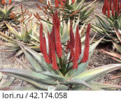 Flowering succulent bitter aloe (lat.- Aloe ferox) Стоковое фото, фотограф Irina Opachevsky / Фотобанк Лори