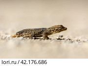 ground level view of a reptile, the brown gecko (Tarentola mauritanica), close-up photograph. Стоковое фото, фотограф carlos l vives / Фотобанк Лори