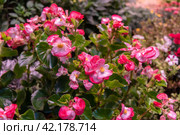 Plants of a begonia of ever flowering (Begonia semperflorens) Стоковое фото, фотограф Ольга Сейфутдинова / Фотобанк Лори