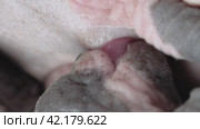 Baby of Sphynx Cat sucking milk from mother. Extreme close-up view of process of breastfeeding of kitten. Стоковое видео, видеограф А. А. Пирагис / Фотобанк Лори